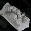 Horn Coral, Devonian Aged From New York #25121-2